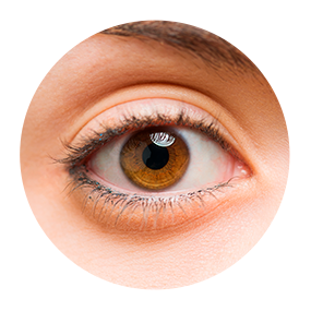 cornea